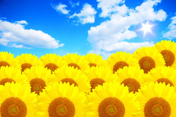 summer sun over the sunflower field