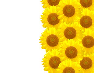 The yellow Sunflower on the white background