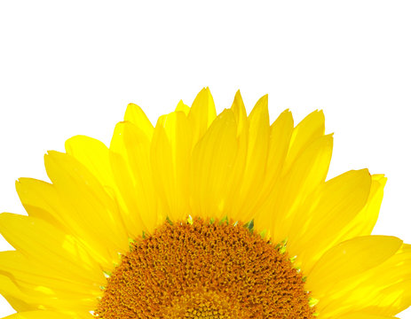 beautiful yellow Sunflower petals close up
