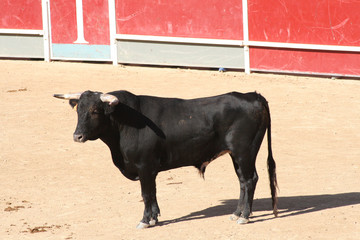 Toro