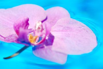 Fototapeta premium ORQUÍDEA ROSA FLOTANDO SOBRE EL AGUA