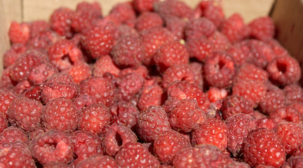 Many tasty fresh raspberries in a carton box closeup