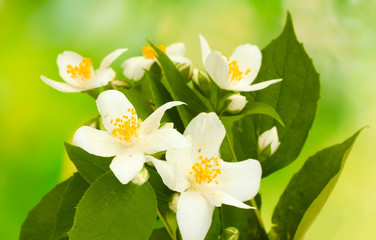 Obraz premium beautiful jasmine flowers with leaves on green background