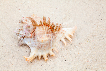 Fototapeta na wymiar Sea shell