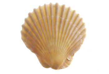 shell150512-d