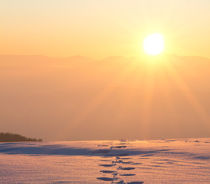 der sonne entgegen