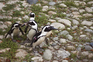 pinguini mangiano pesce