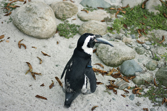 pinguino mangia pesce