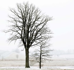 Lonely tree without leaves in a winter field. Snowfall. 
