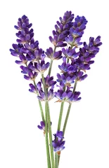 Photo sur Plexiglas Lavande lavender