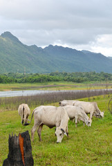 Fototapeta premium Cows on meadow with green grass