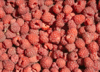 Many tasty fresh raspberries closeup