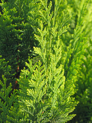Fototapeta premium green needles background