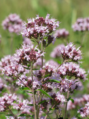 wild spearmint flowers