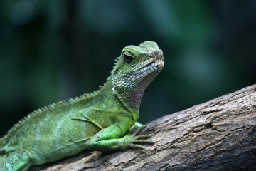 Wasseragame