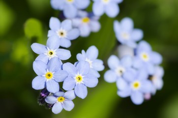 Forget-me-nots