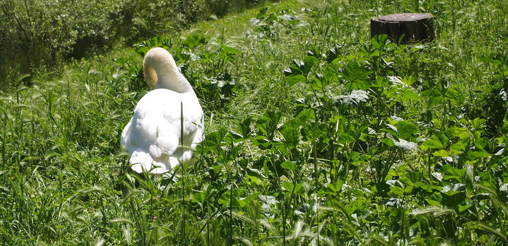 CIGNO