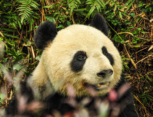 Panda, Sichuan province, China.