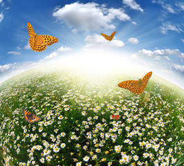 Fototapeta premium field of daisies with butterflies - fisheye shot