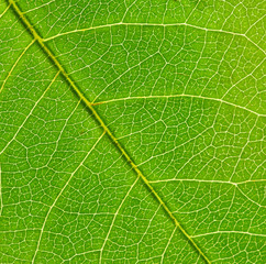 leaf