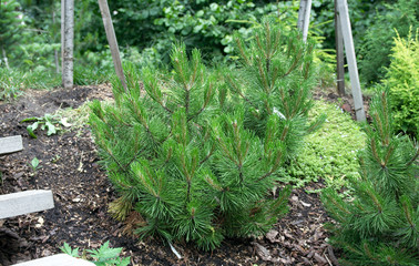 Pinus leucodermis 'Compact Gem' © tosha11