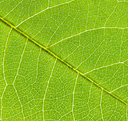 leaf