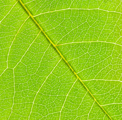 leaf