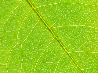 leaf