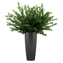 decorative plant in black pot isolated on white background