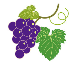 Obraz premium ぶどう