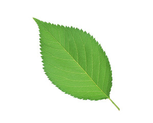 Beautiful green spring leaf isolated on white