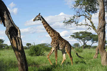 Obraz premium Giraffe