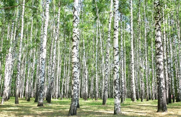 Acrylic prints Birch grove Birch grove in july