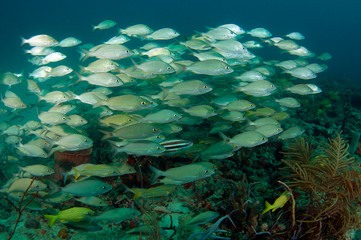 Fototapeta na wymiar An aggregation of various fish species swimming over a reef.