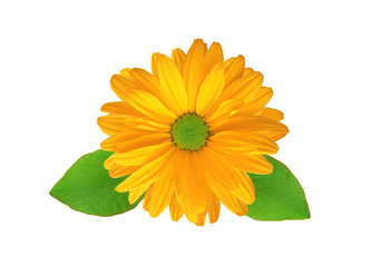 Orange chrysanthemum flower isolated on white