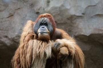 Orang Utan M&auml;nnchen