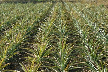 pineapple field