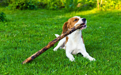 dog plays with a stick