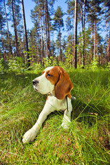 Beagle in forest