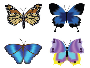 Insects isolated on white vector