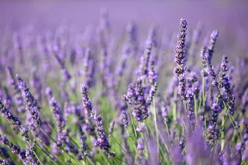 Türaufkleber Lavendel Lavendel