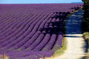 Printed roller blinds Lavender lavande