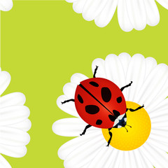 Ladybird on daisy vector seasonal