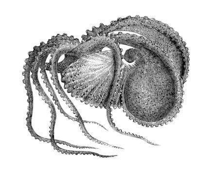 Octopus - Argonaut