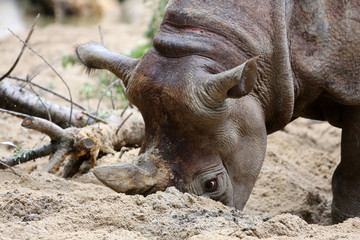 Obraz premium Spitzmaulnashorn