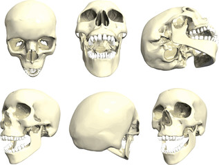 Series of human skull - in many angles.