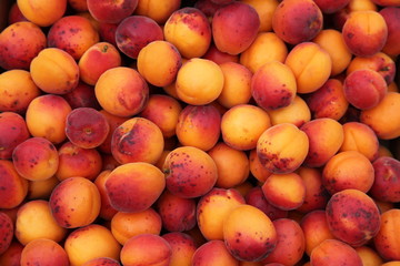 Abricots du Valais.