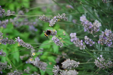 Hummel in Lavendel