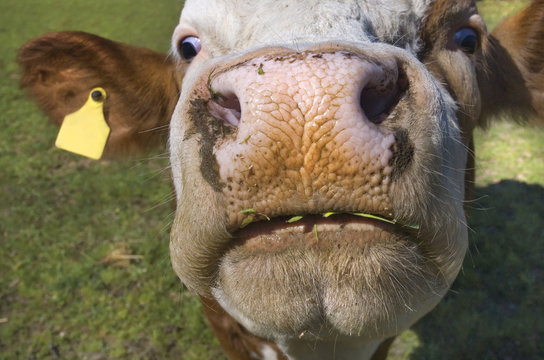 「Kuhaugen」の画像 - 44 件の Stock 写真、ベクターおよびビデオ