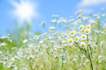 white flowers on blue sky background